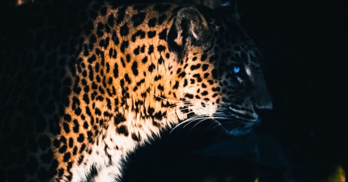 Yggdrasil se asocia con ReelPlay para lanzar los Jaguar SuperWays de Bad Dingo