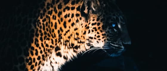 Yggdrasil se asocia con ReelPlay para lanzar los Jaguar SuperWays de Bad Dingo
